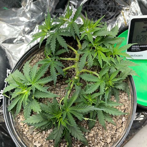 Preenseeds 2 geração  growlog timeline photo