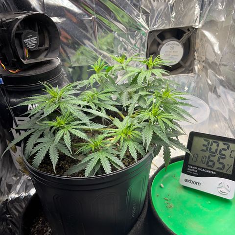 Preenseeds 2 geração  growlog timeline photo