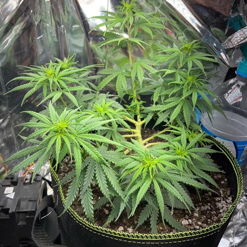 Preenseeds 2 geração  growlog timeline photo