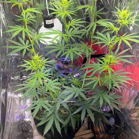 Preenseeds 2 geração  growlog timeline photo