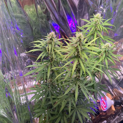 Preenseeds 2 geração  growlog timeline photo