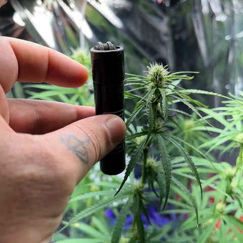 Preenseeds 2 geração  growlog timeline photo