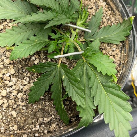 Preenseeds 2 geração  growlog timeline photo