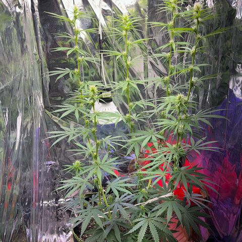 Preenseeds 2 geração  growlog timeline photo