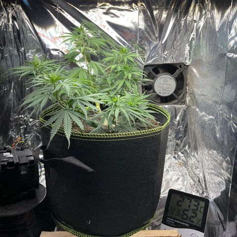 Preenseeds 2 geração  growlog timeline photo