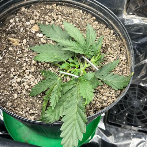 Preenseeds 2 geração  growlog timeline photo