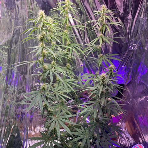 Preenseeds 2 geração  growlog timeline photo