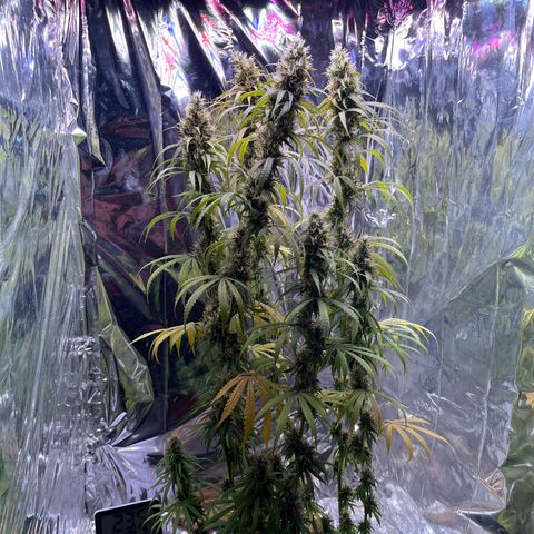 Preenseeds 2 geração  growlog timeline photo