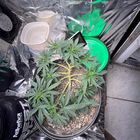 Preenseeds 2 geração  growlog timeline photo