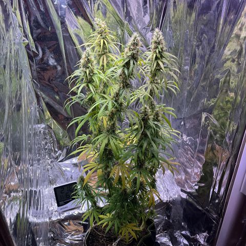 Preenseeds 2 geração  growlog timeline photo