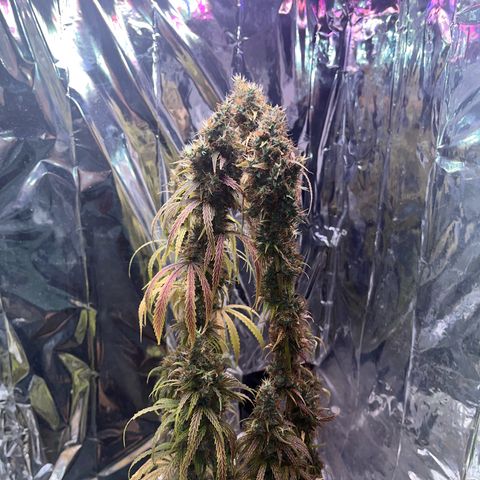Preenseeds 2 geração  growlog timeline photo