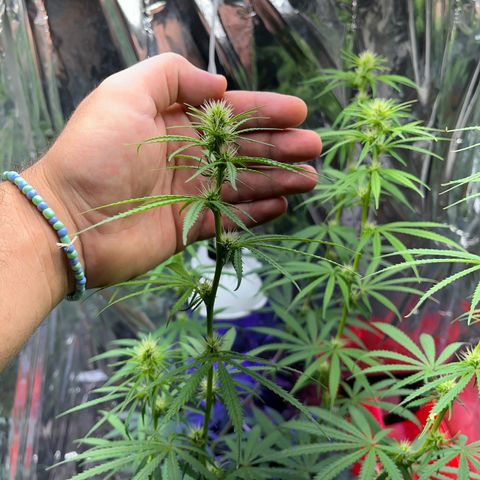 Preenseeds 2 geração  growlog timeline photo