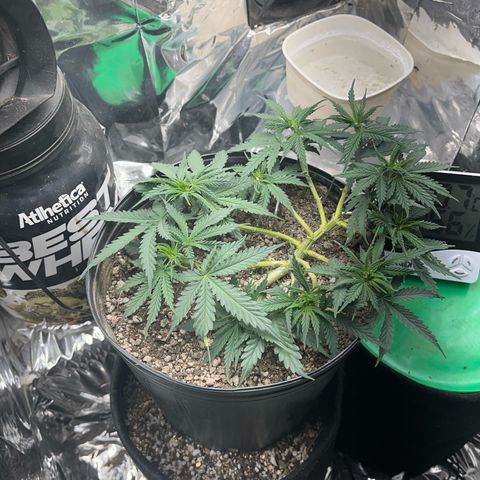 Preenseeds 2 geração  growlog timeline photo
