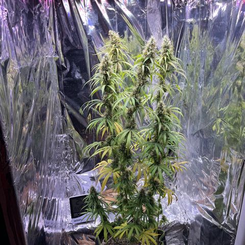 Preenseeds 2 geração  growlog timeline photo