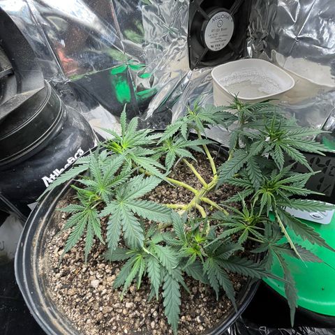 Preenseeds 2 geração  growlog timeline photo