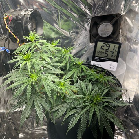 Preenseeds 2 geração  growlog timeline photo
