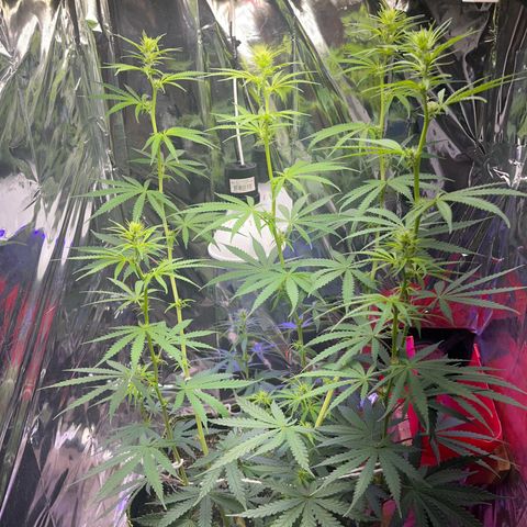 Preenseeds 2 geração  growlog timeline photo