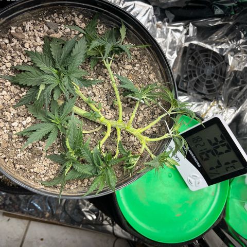Preenseeds 2 geração  growlog timeline photo