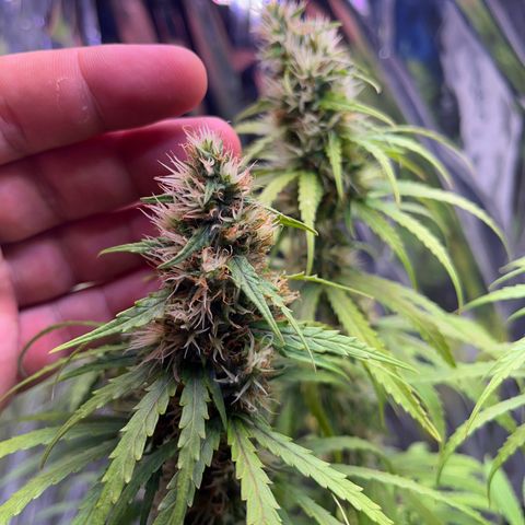 Preenseeds 2 geração  growlog timeline photo