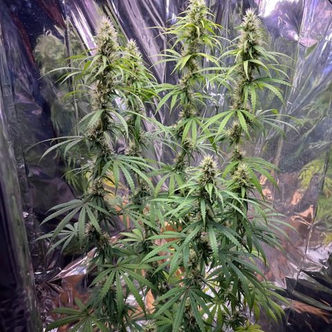 Preenseeds 2 geração  growlog timeline photo
