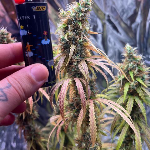 Preenseeds 2 geração  growlog timeline photo
