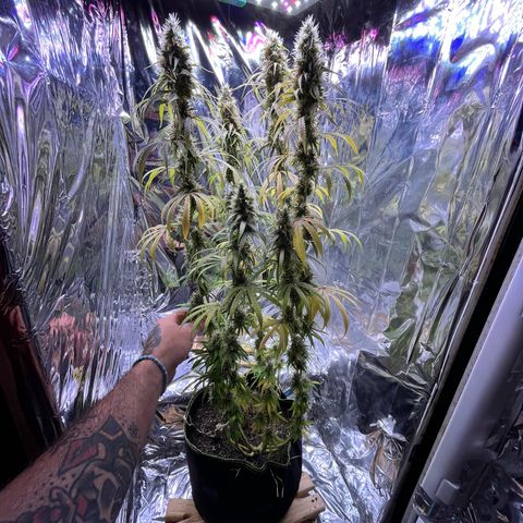Preenseeds 2 geração  growlog timeline photo