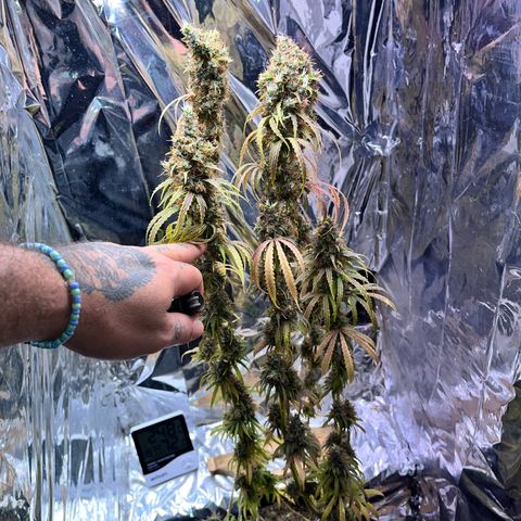 Preenseeds 2 geração  growlog timeline photo