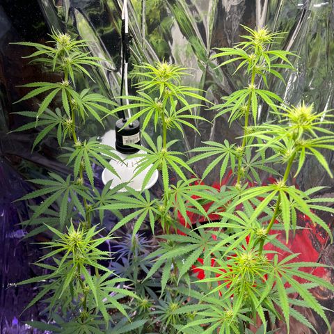 Preenseeds 2 geração  growlog timeline photo