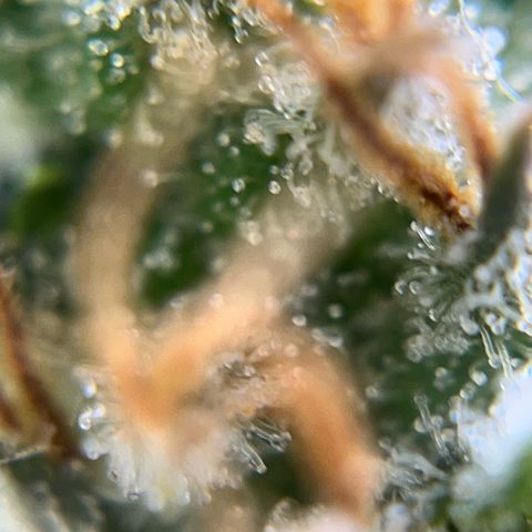 Preenseeds 2 geração  growlog timeline photo