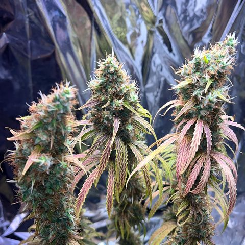 Preenseeds 2 geração  growlog timeline photo