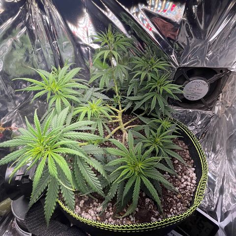 Preenseeds 2 geração  growlog timeline photo