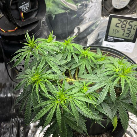 Preenseeds 2 geração  growlog timeline photo
