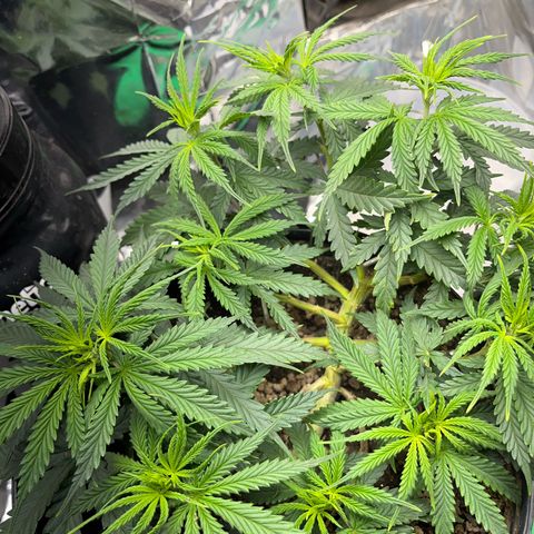 Preenseeds 2 geração  growlog timeline photo