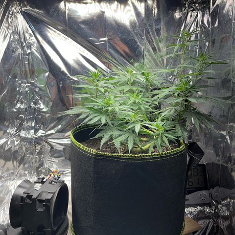 Preenseeds 2 geração  growlog timeline photo