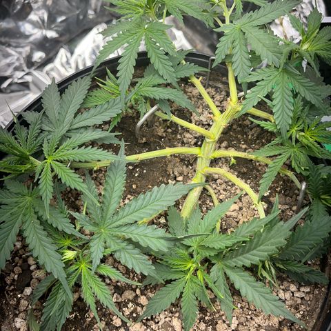 Preenseeds 2 geração  growlog timeline photo
