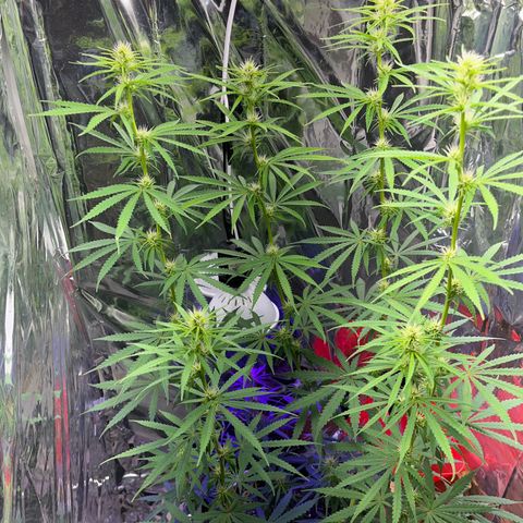 Preenseeds 2 geração  growlog timeline photo