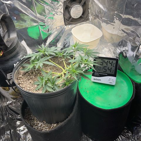 Preenseeds 2 geração  growlog timeline photo