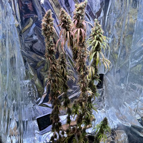 Preenseeds 2 geração  growlog timeline photo