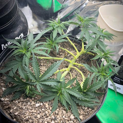 Preenseeds 2 geração  growlog timeline photo