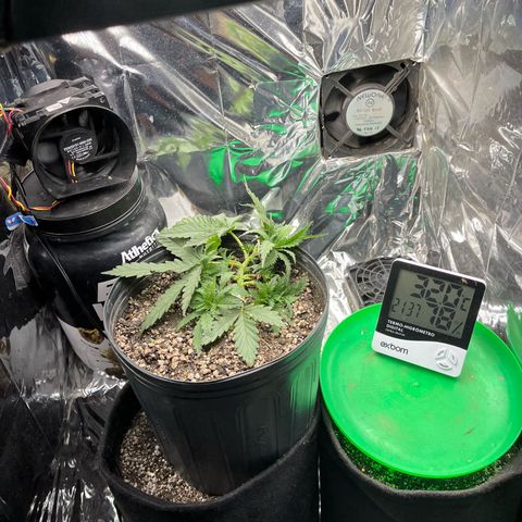 Preenseeds 2 geração  growlog timeline photo