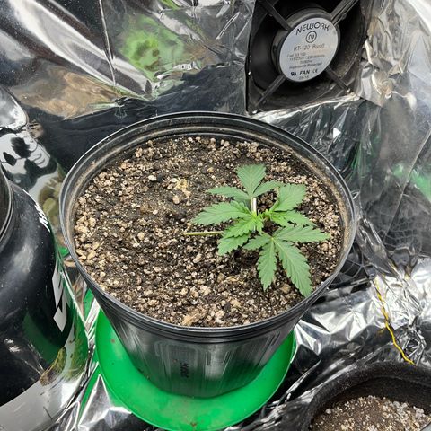 Preenseeds 2 geração  growlog timeline photo