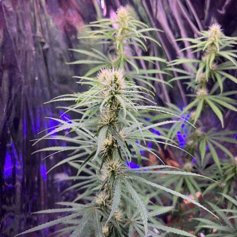 Preenseeds 2 geração  growlog timeline photo