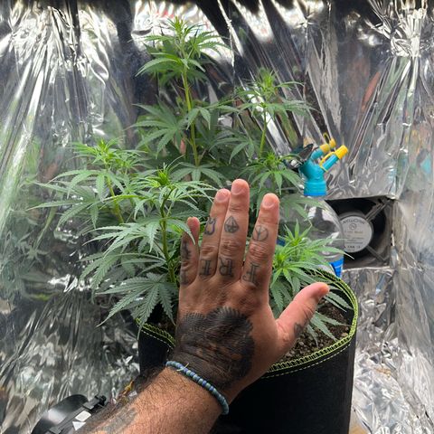 Preenseeds 2 geração  growlog timeline photo
