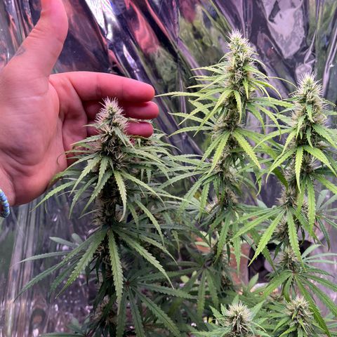 Preenseeds 2 geração  growlog timeline photo