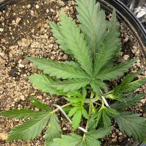 Preenseeds 2 geração  growlog timeline photo
