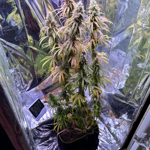 Preenseeds 2 geração  growlog timeline photo