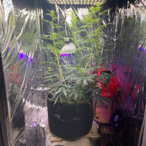 Preenseeds 2 geração  growlog timeline photo