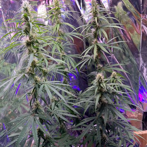 Preenseeds 2 geração  growlog timeline photo