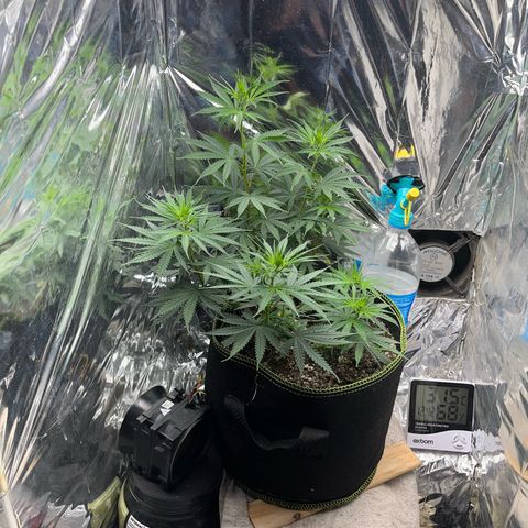 Preenseeds 2 geração  growlog timeline photo