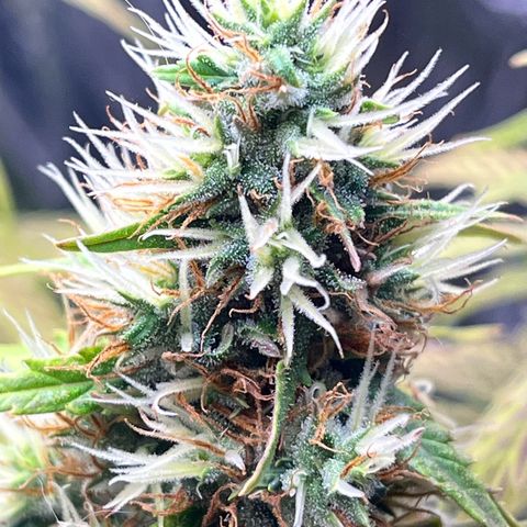 Preenseeds 2 geração  growlog timeline photo